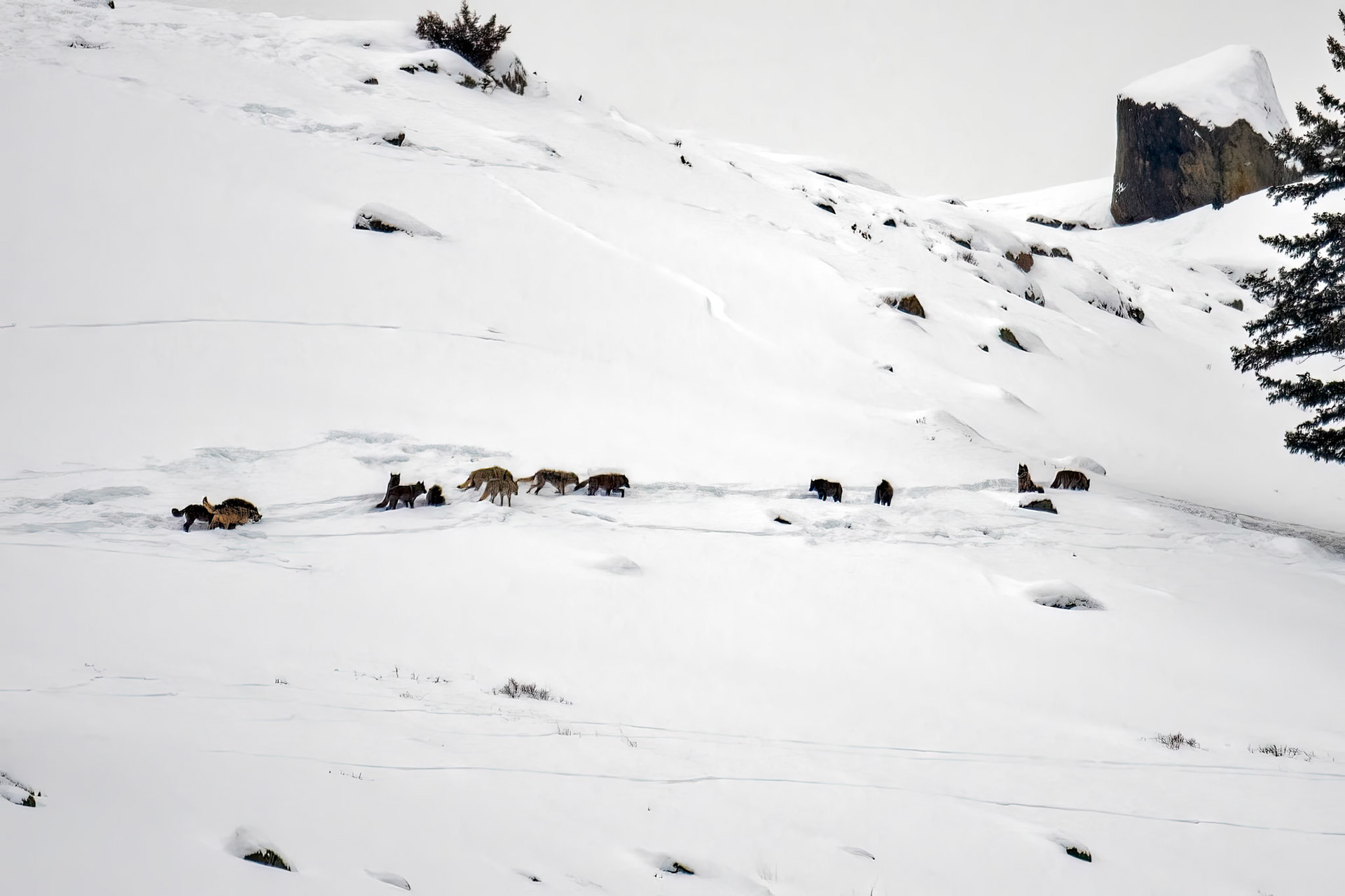 Wolf Pack