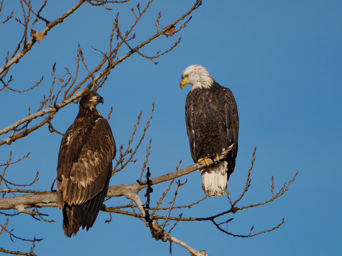 Bald Eagles