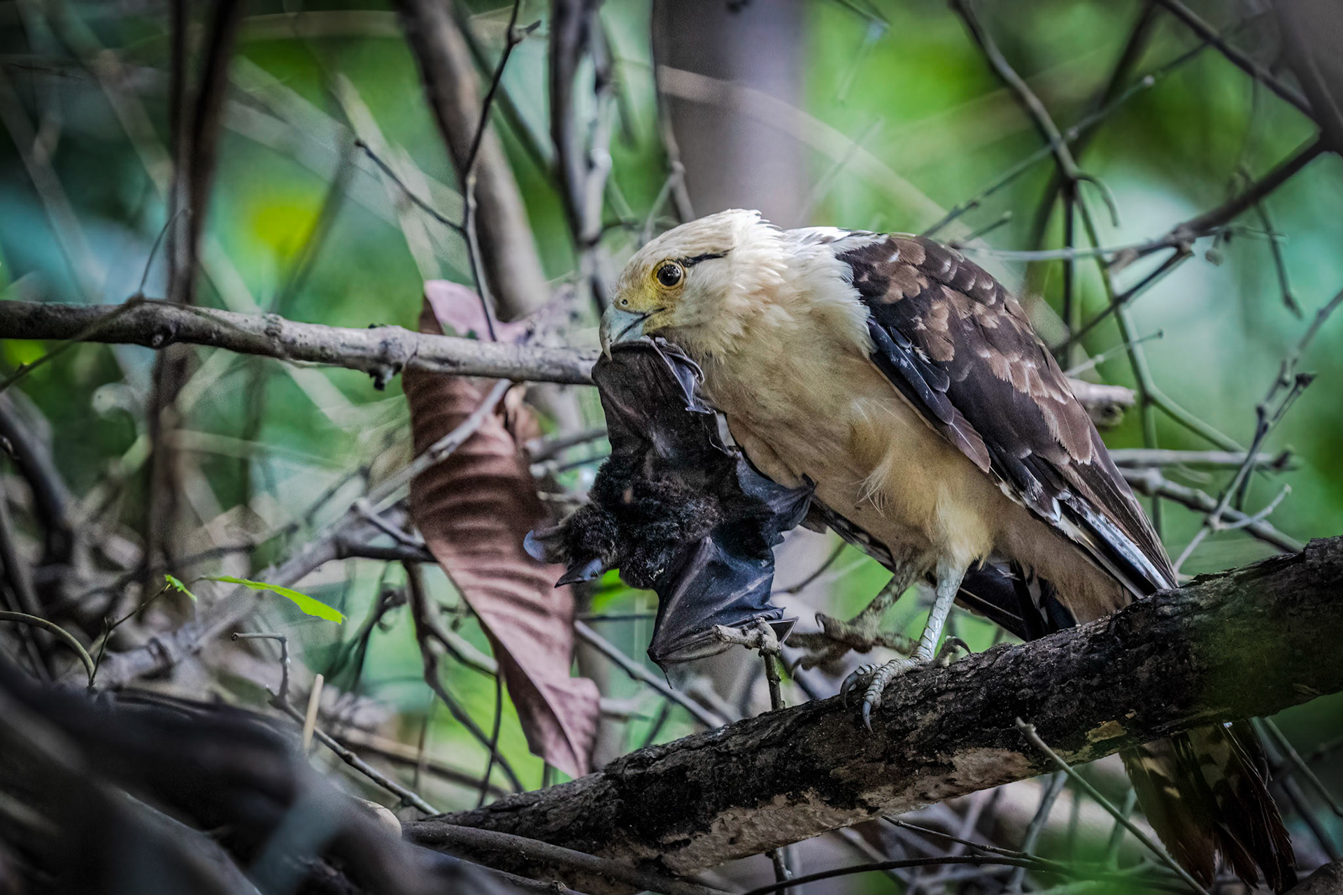 Yellow-headed Caracara feeding on a Bat
