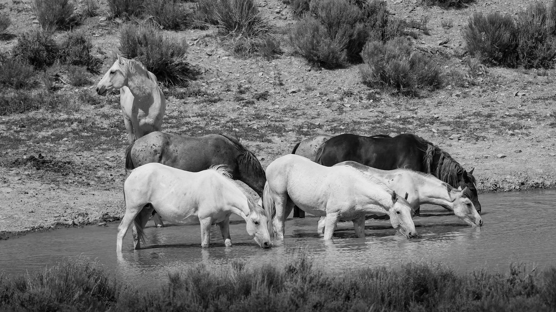 Wild Horses Sandwash Basin Colorado