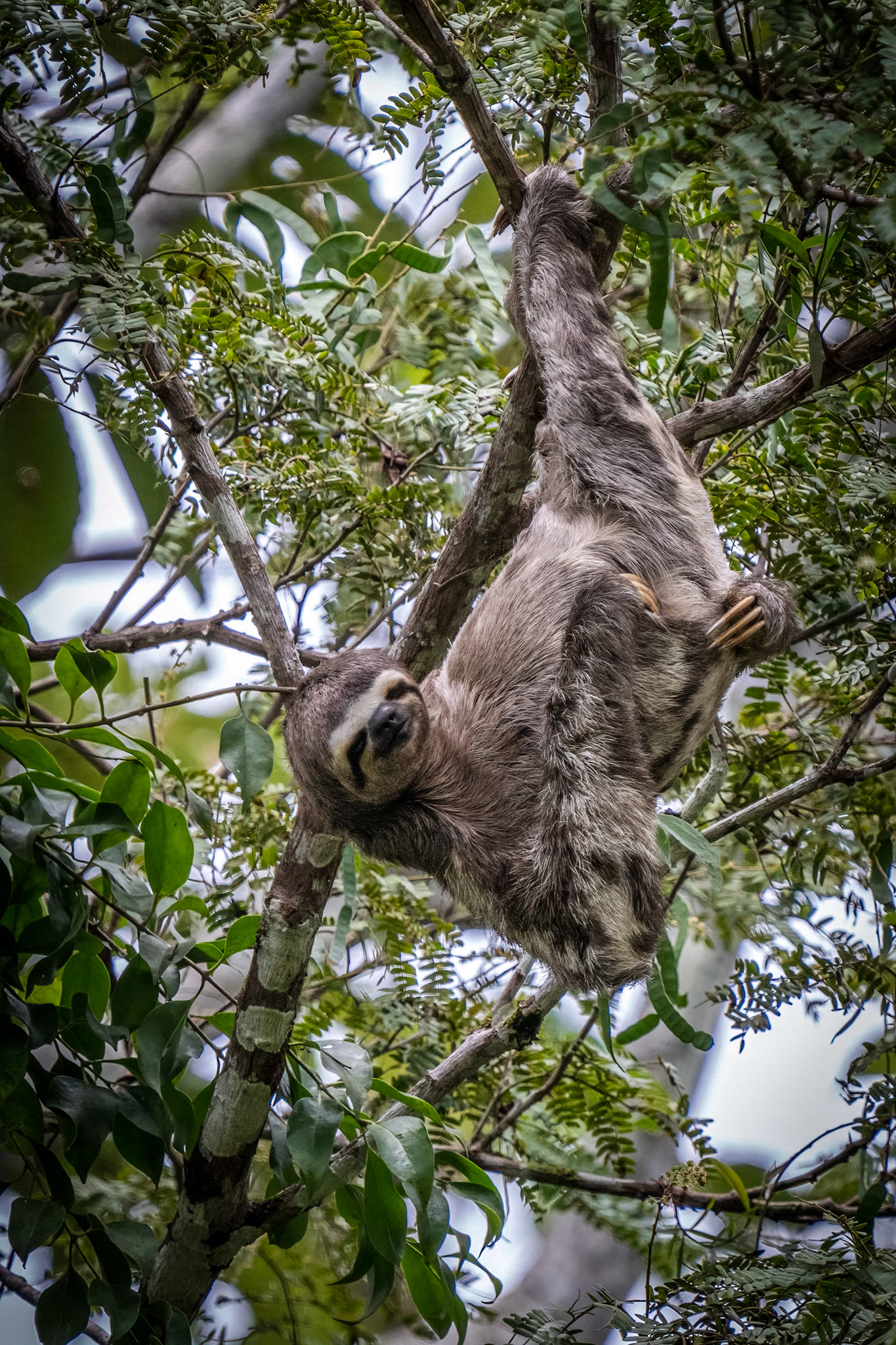 Three Toed Sloth