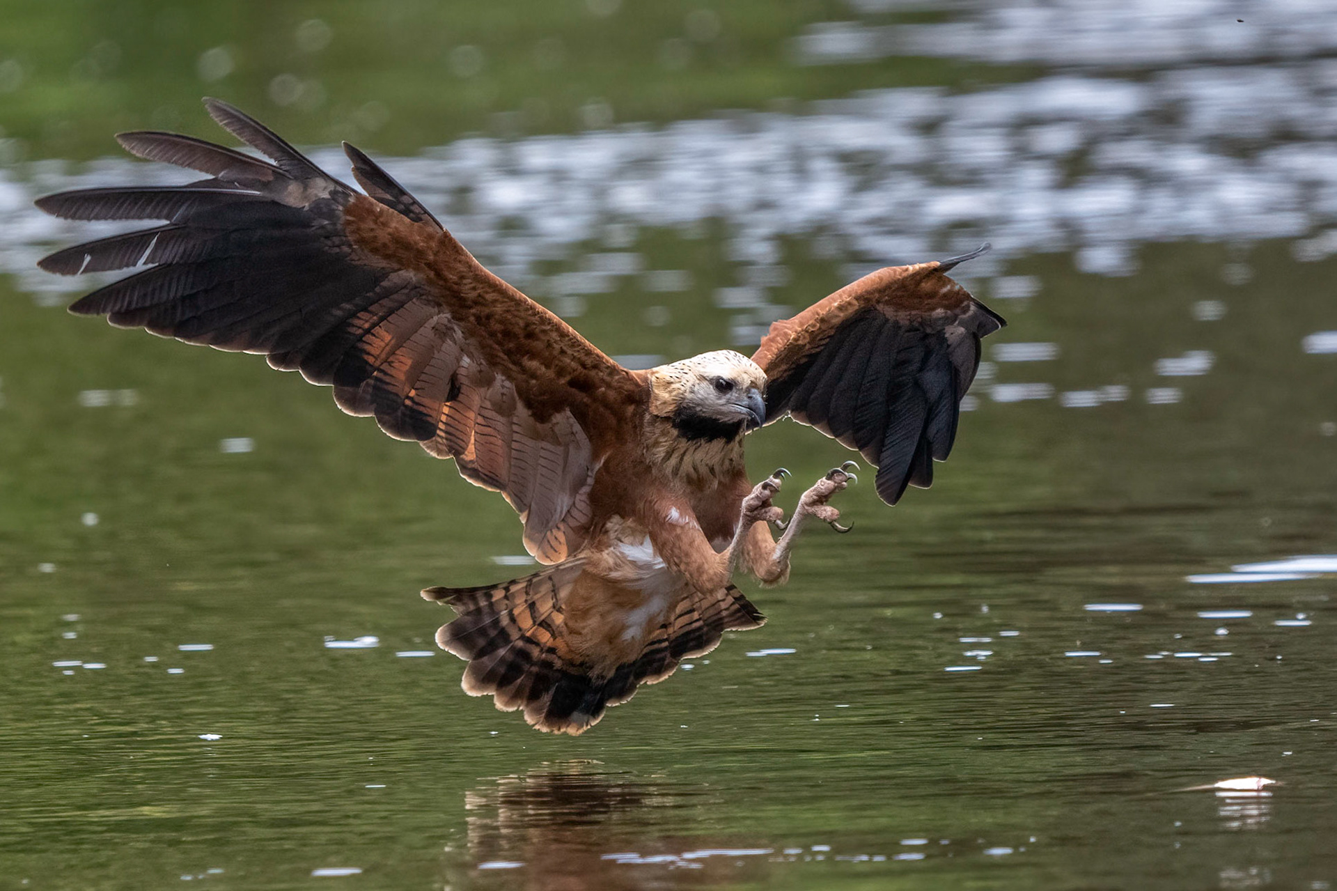 Black Collared Hawk