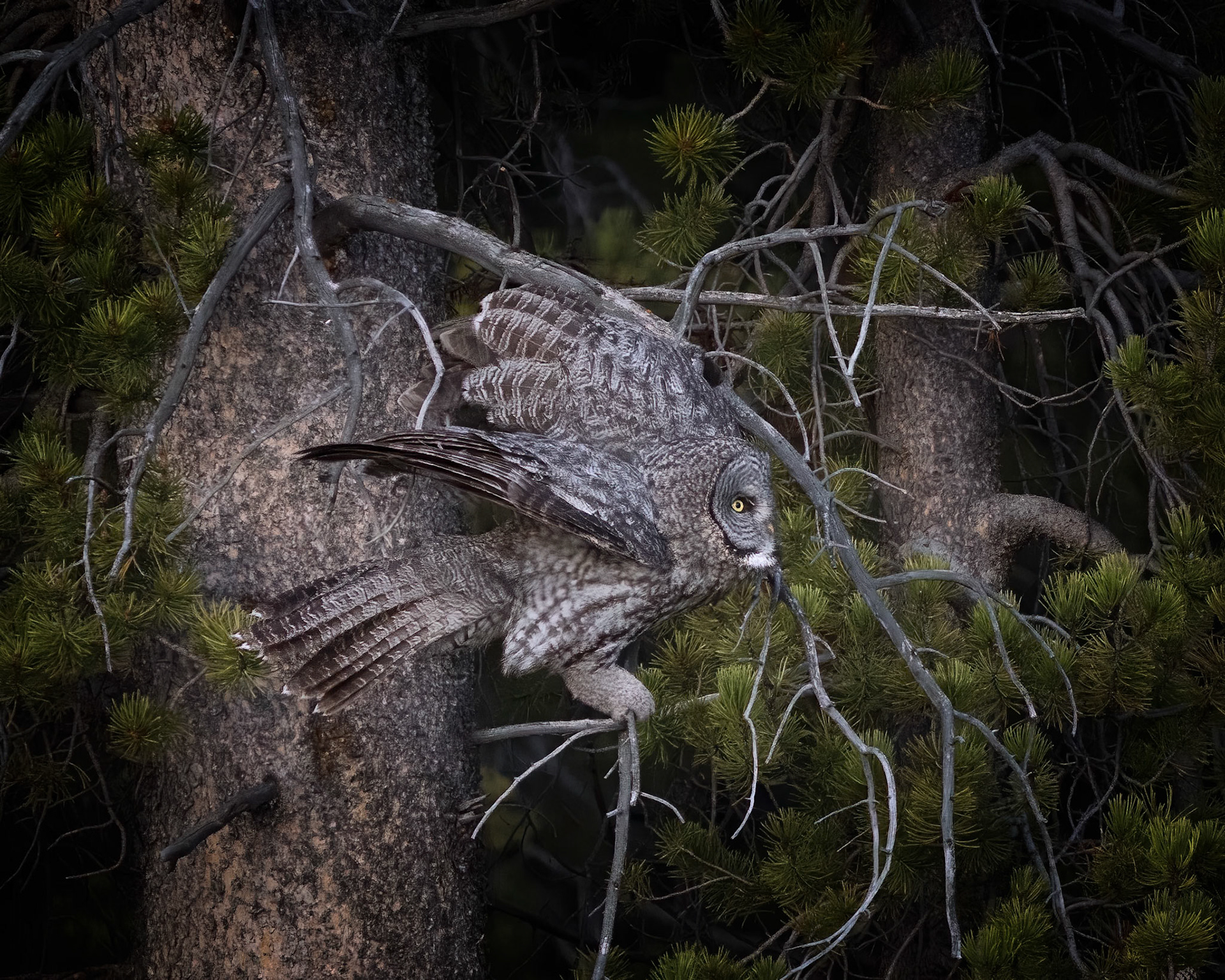 Great Grey Owl