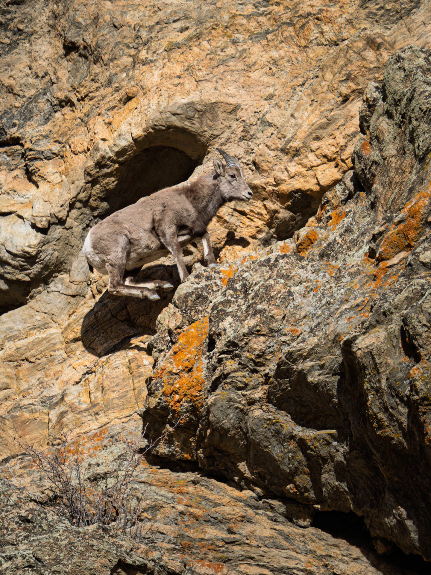 Big Horn Sheep Ewe