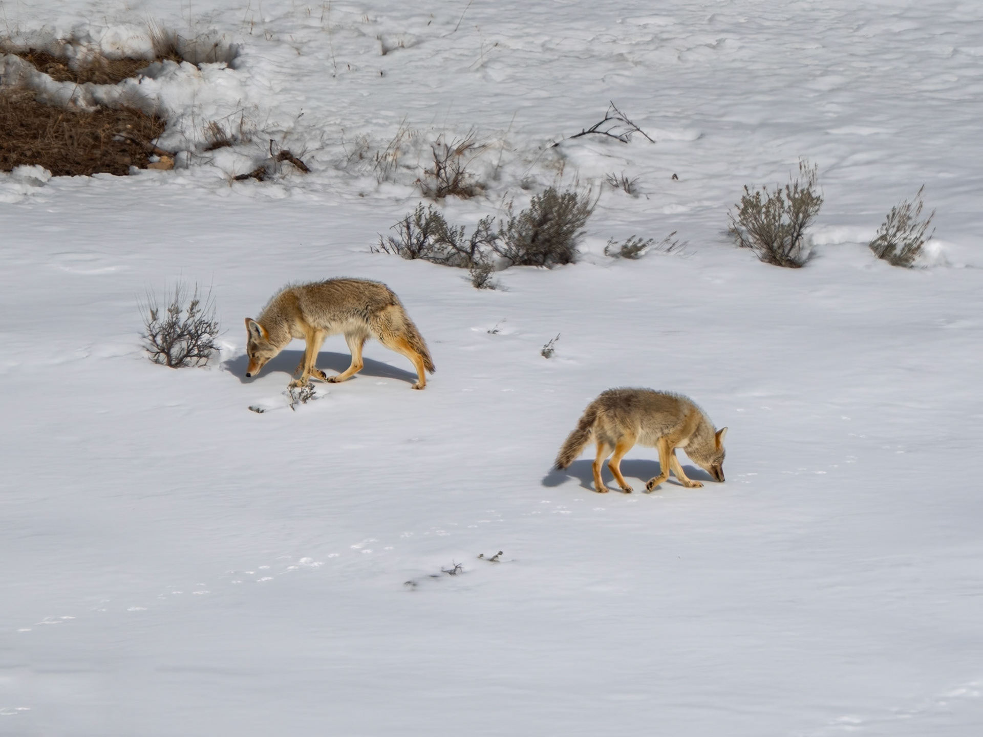 Coyotes Yellowstone National Park