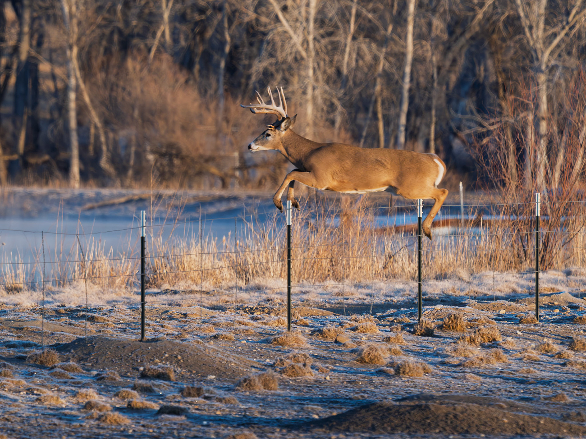 White Tail Deer