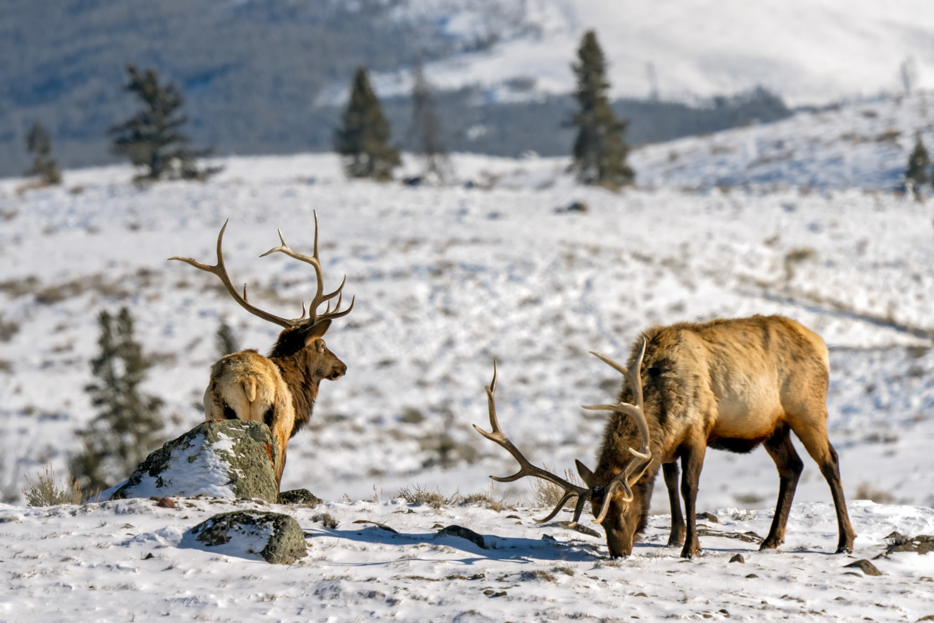 Bull Elk