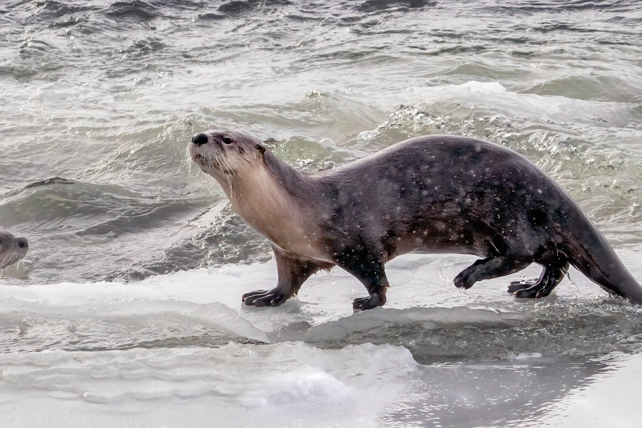 Otter