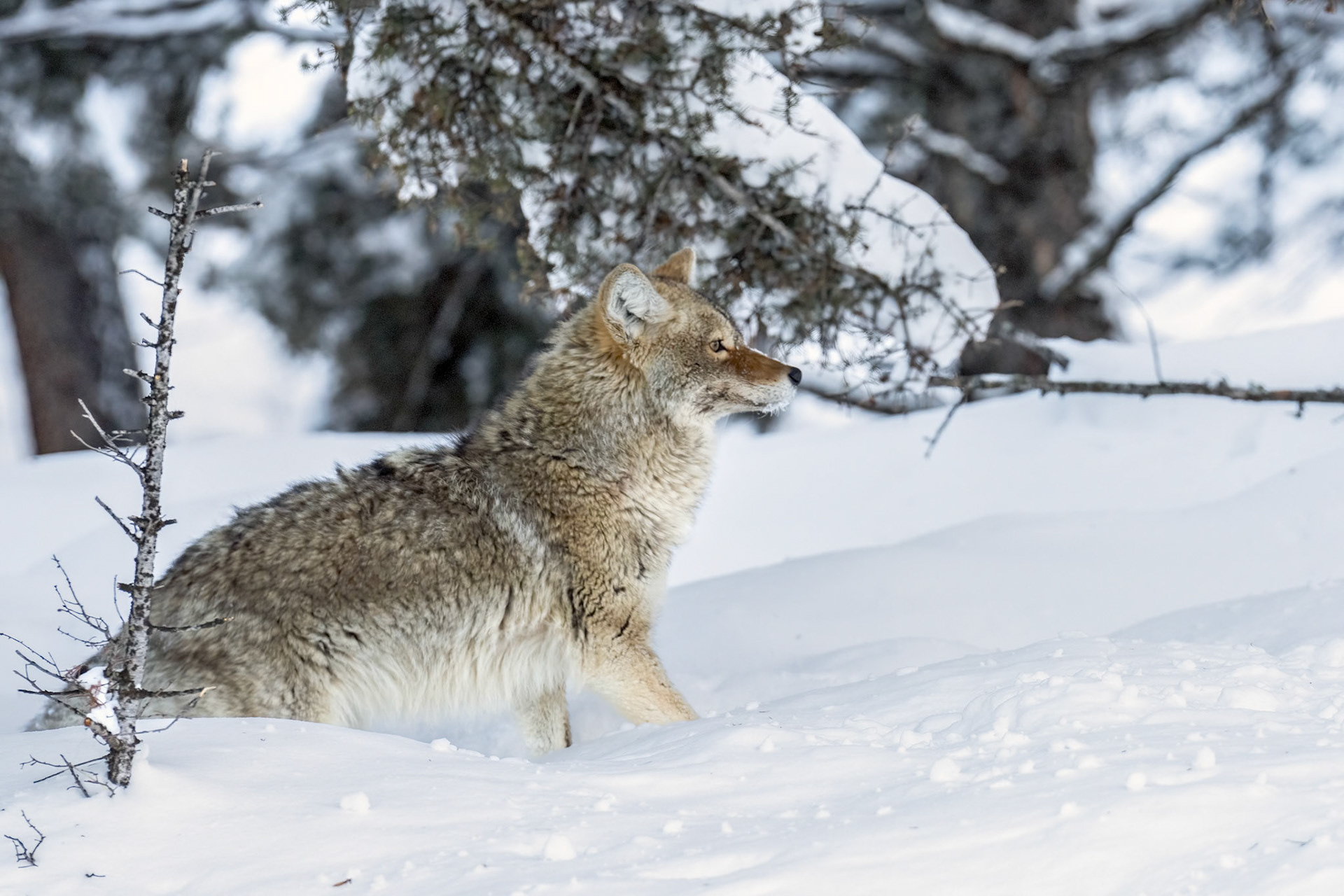 Coyote