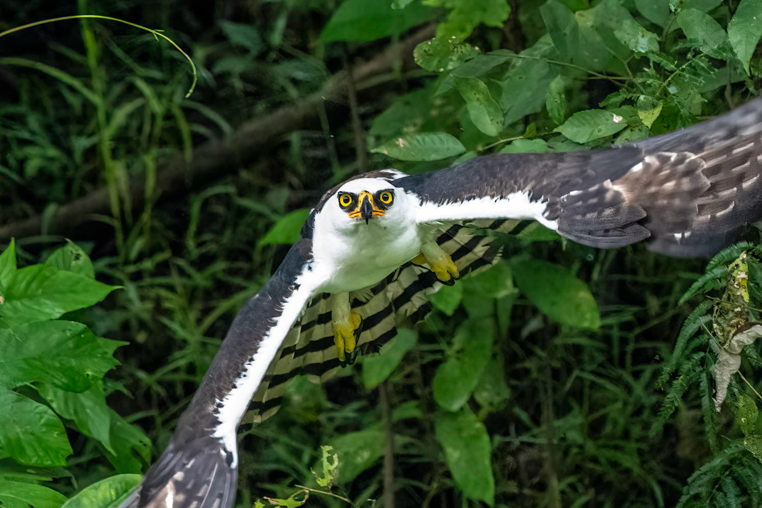 Black & White Hawk Eagle