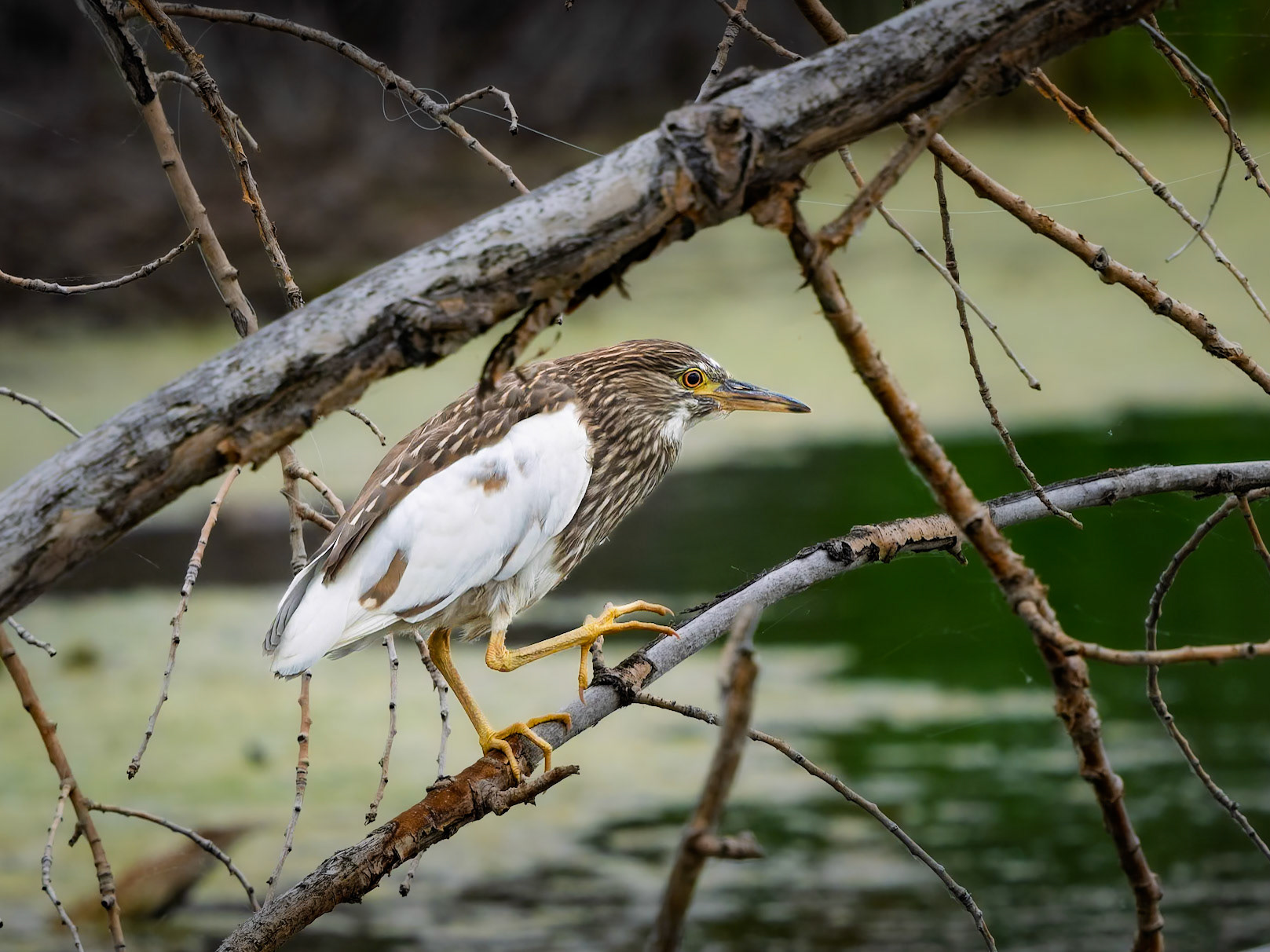 Night Heron