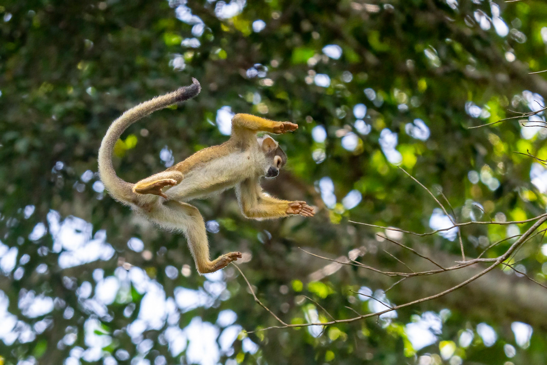 Squirrel Monkey