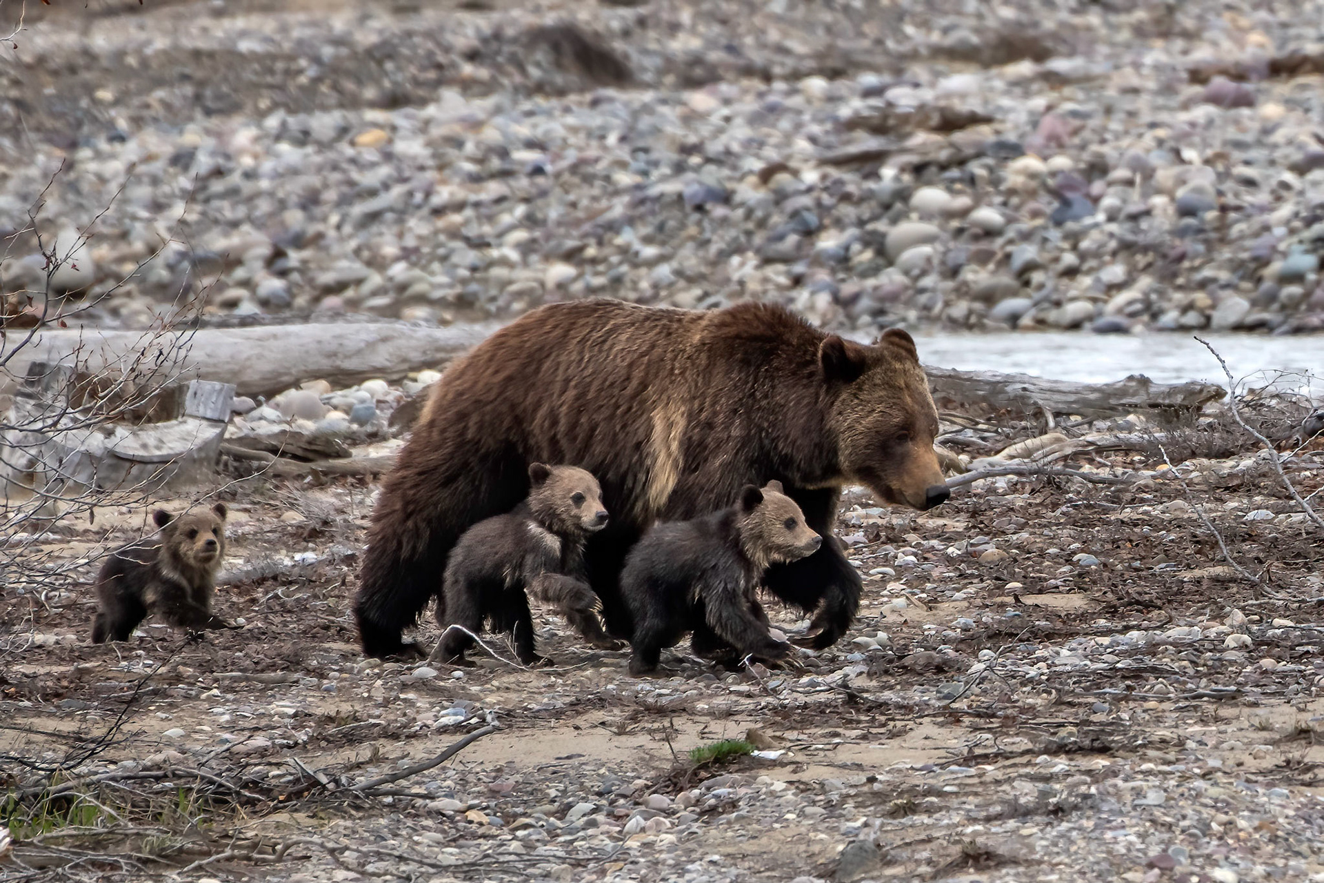 Grizzly Bear 399 and her four cubs