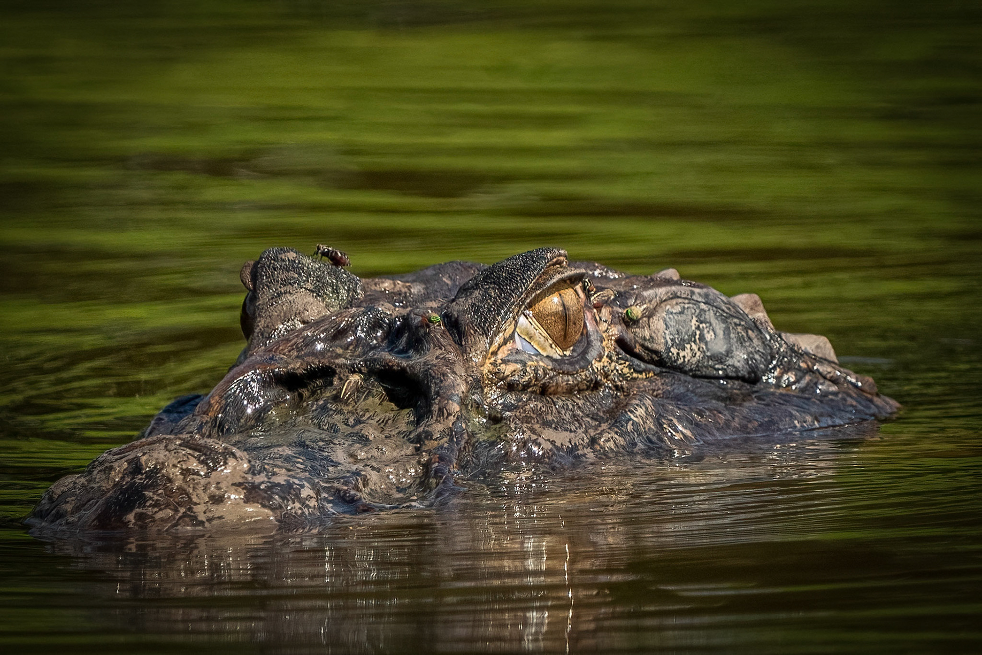 Caiman