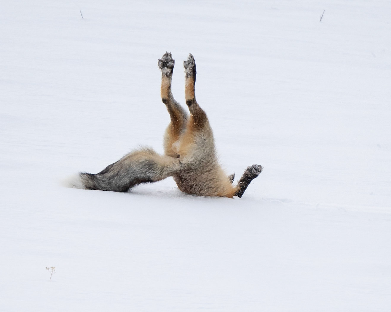 Fox