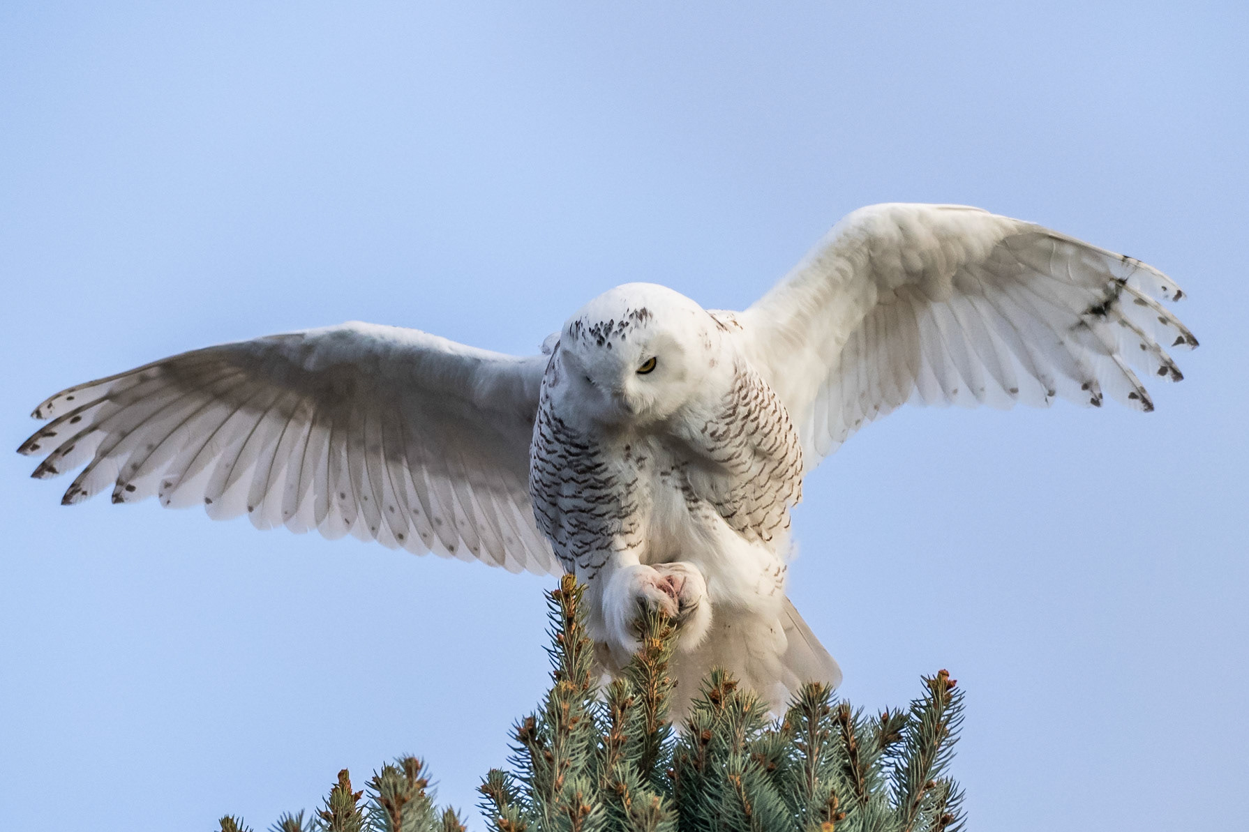 Snowy Owl