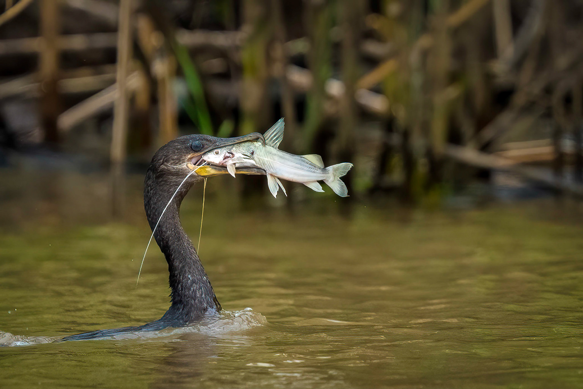 Cormorant