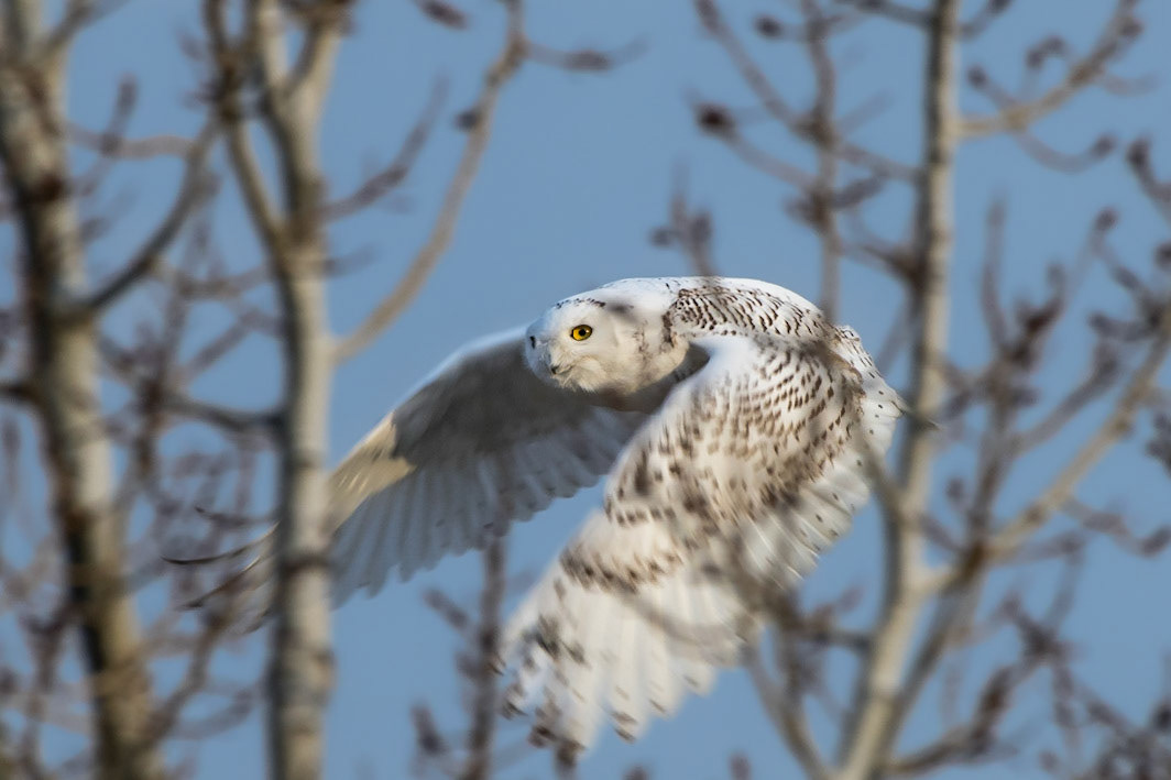 Snowy Owl
