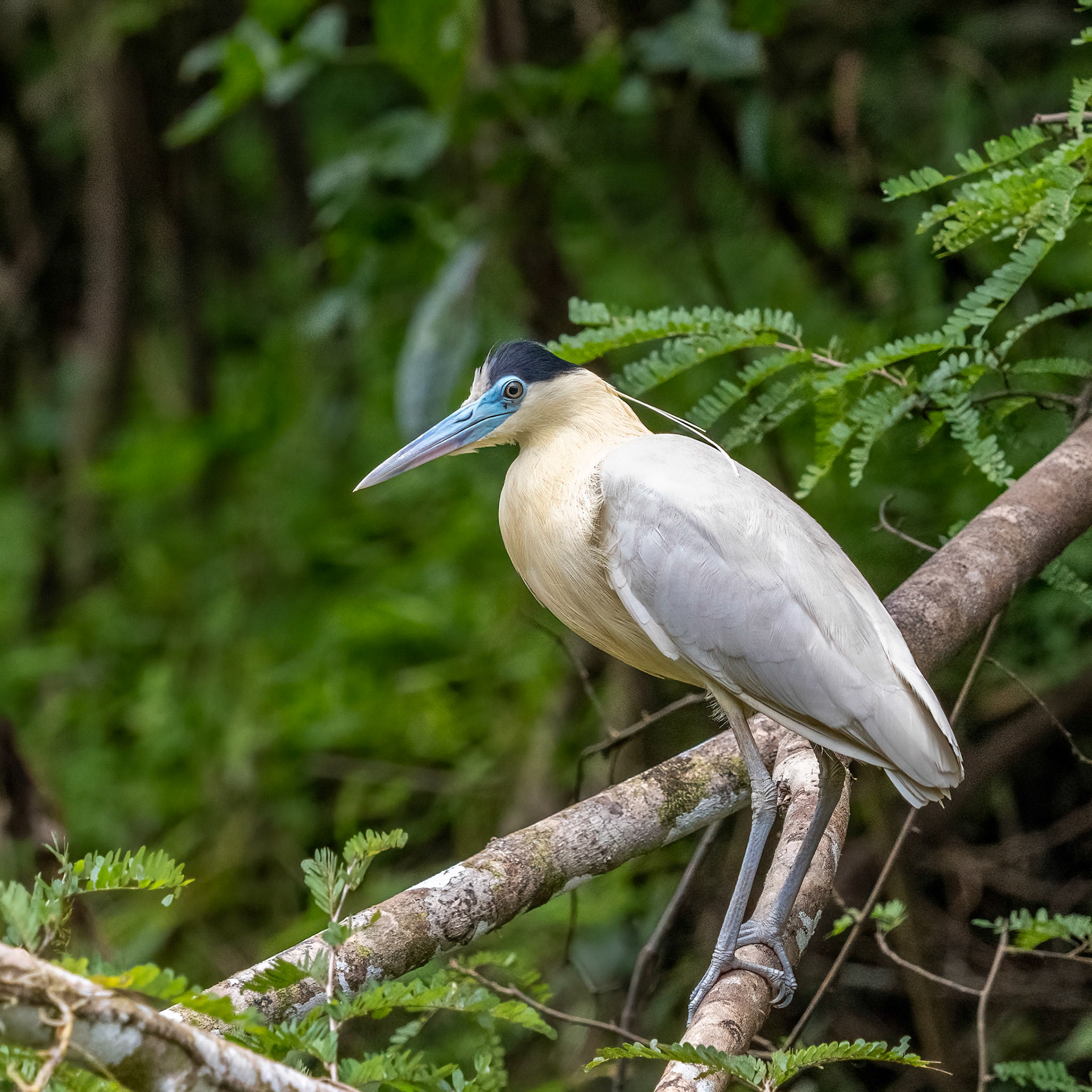 Capped Heron