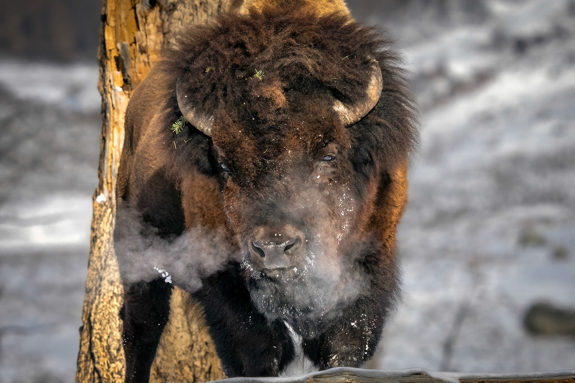 Bison