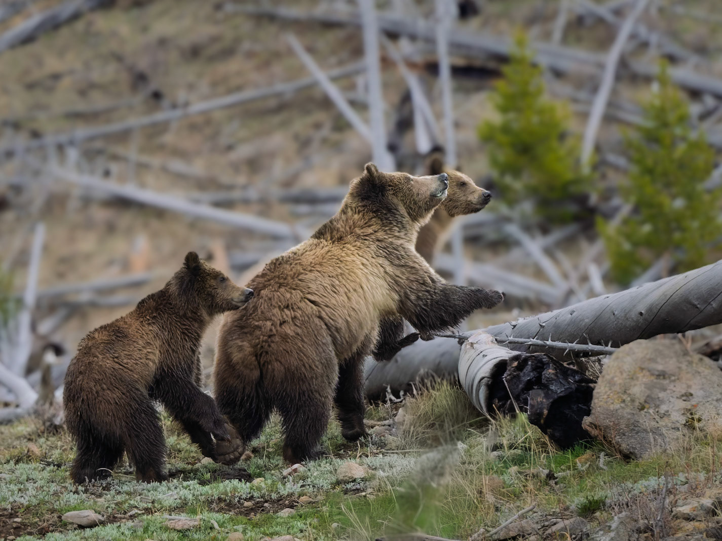 Grizzly Bear Mom with Cubs