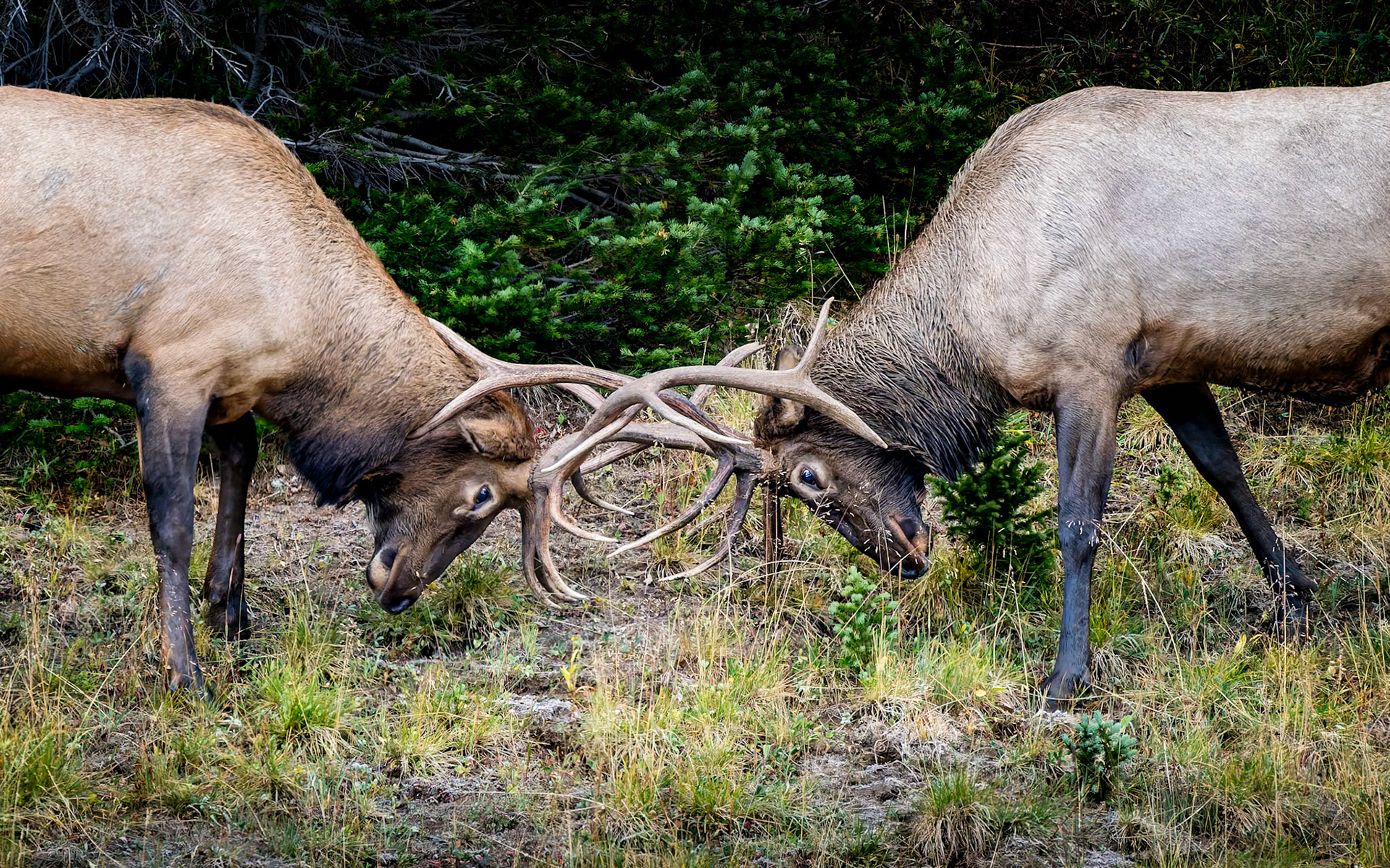 Bull Elk Sparing