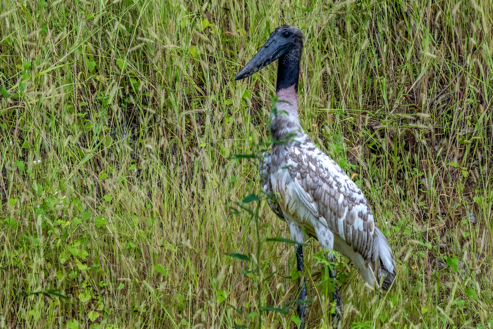 Juvenile Jabiru Stork