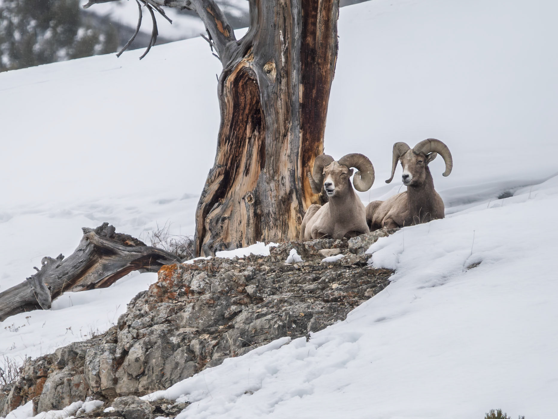 Pair of Big Horn Sheep Rams