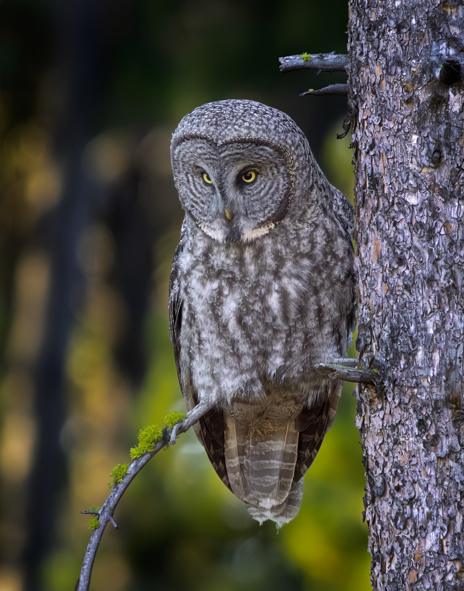 Great Grey Owl