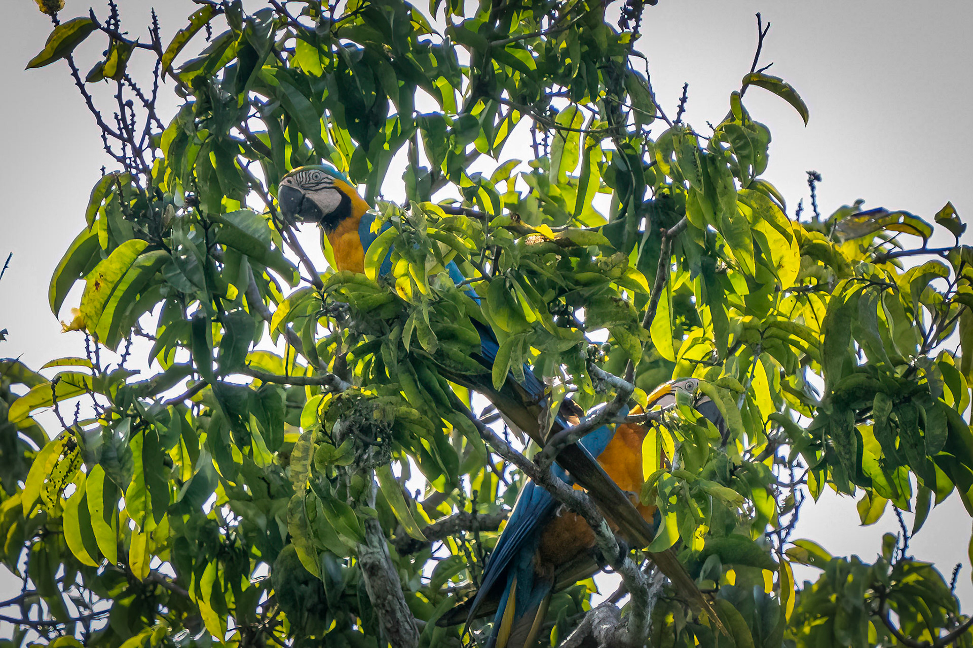 Blue and Yellow Macaw