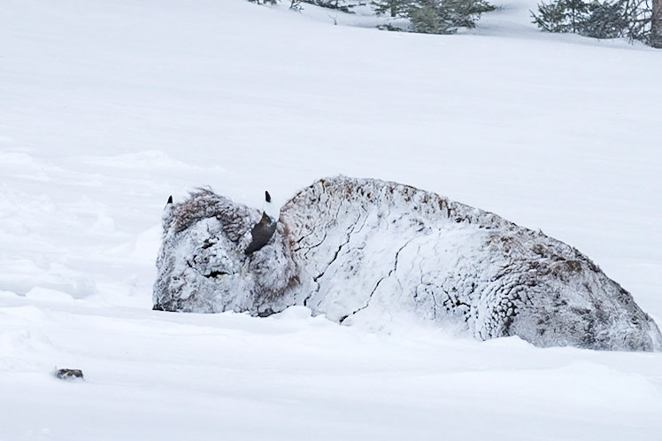 Harsh winter storm on Bison