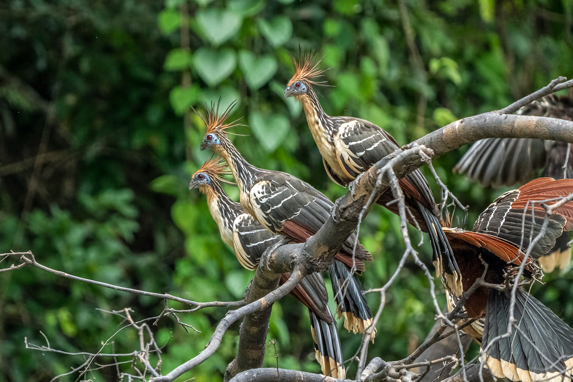 Hoatzin