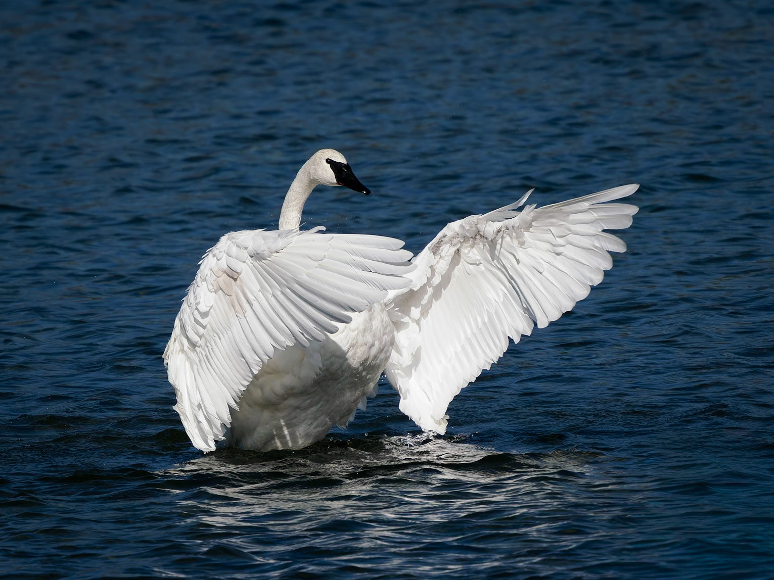 Swan