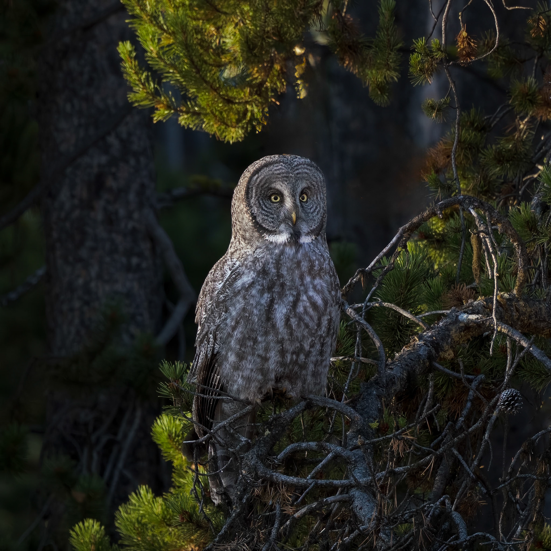 Great Grey Owl