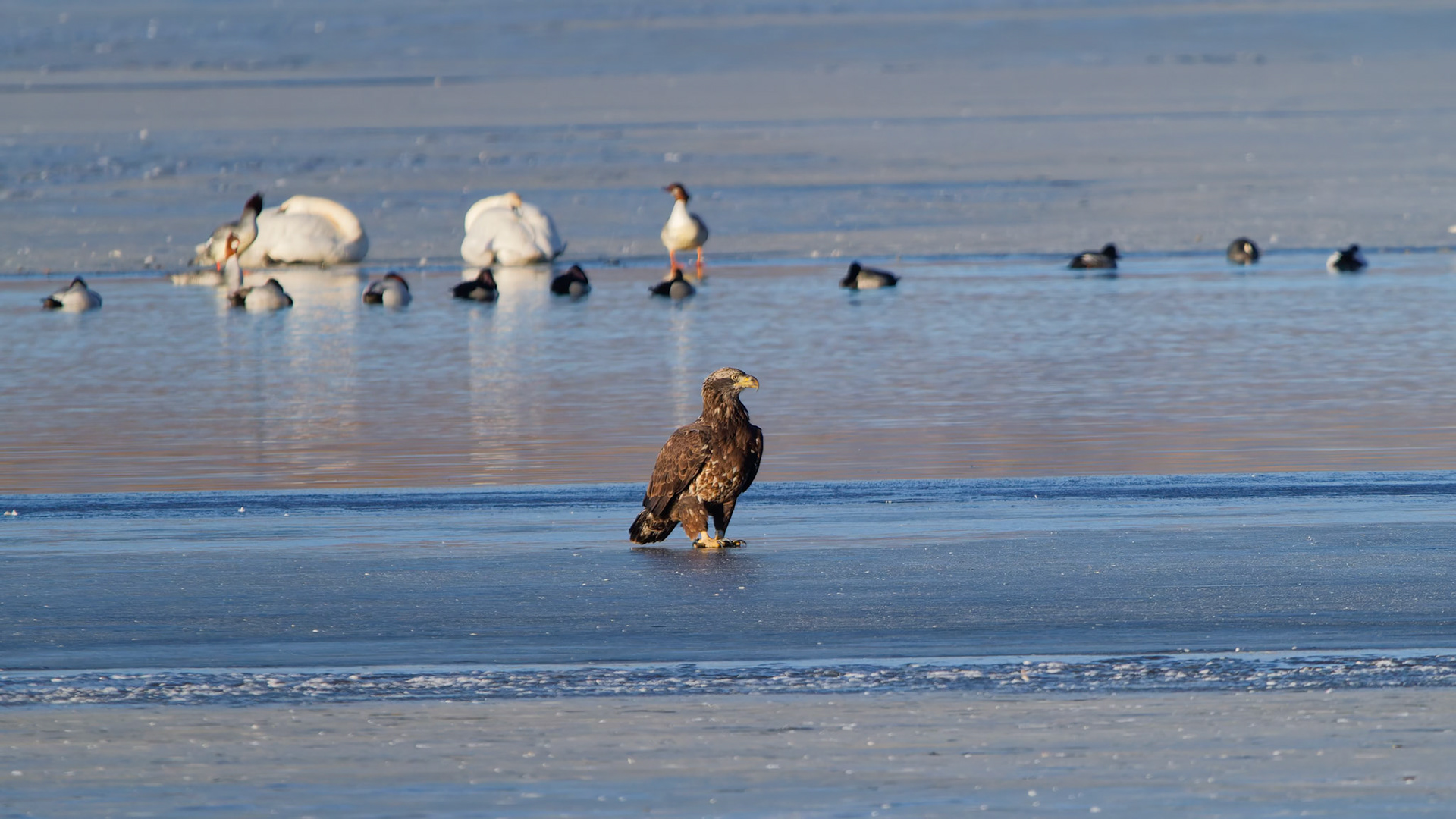 Bald Eagle