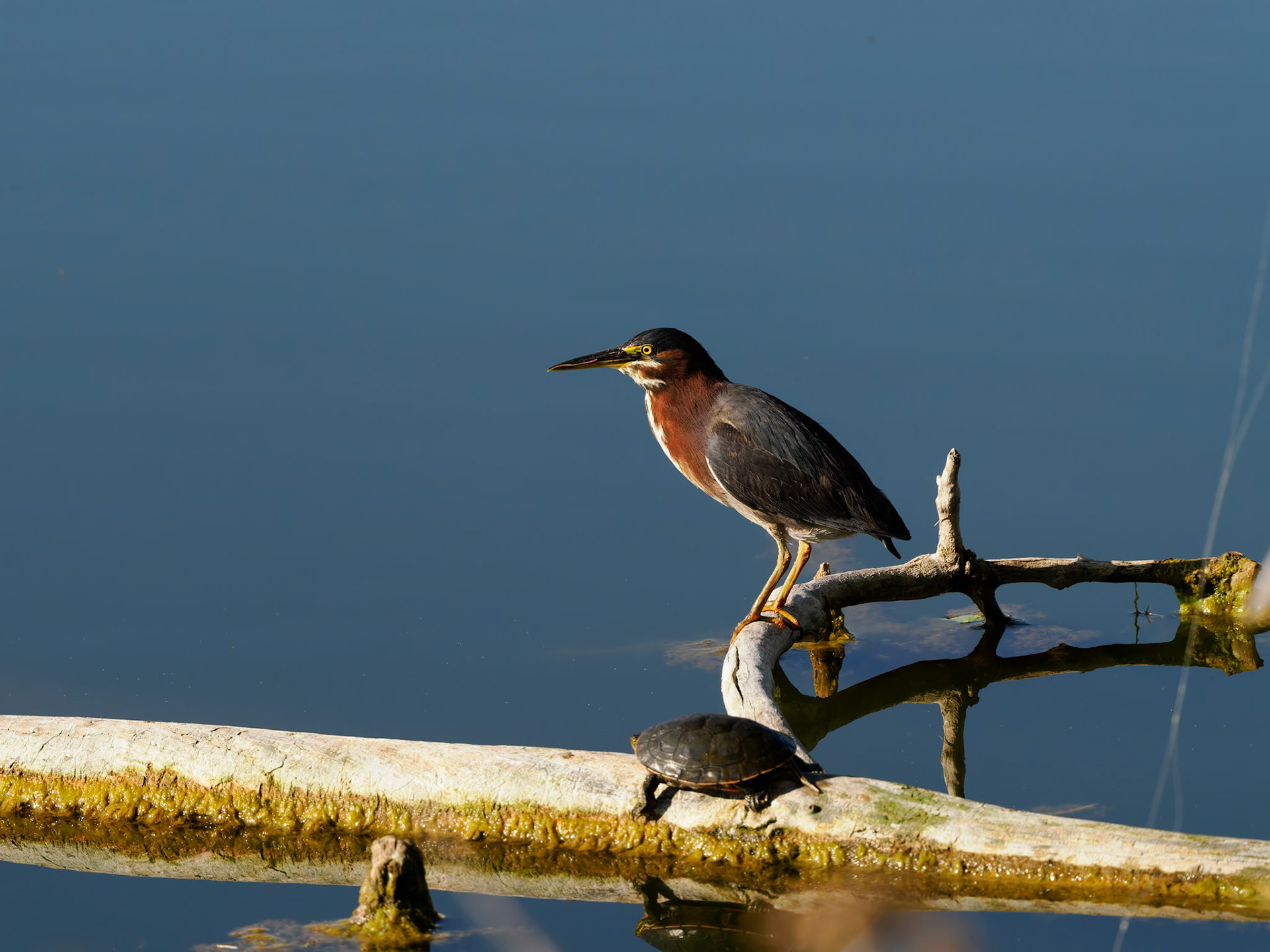 Green Heron