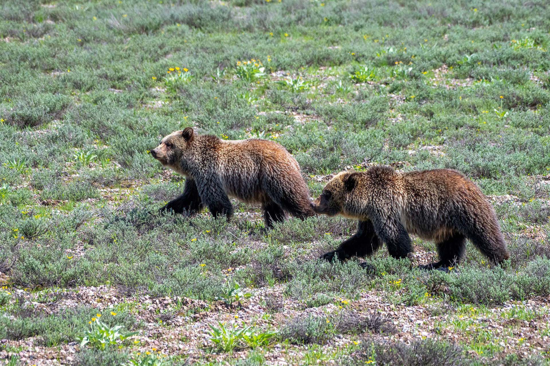 Three year old Grizzly bear siblings