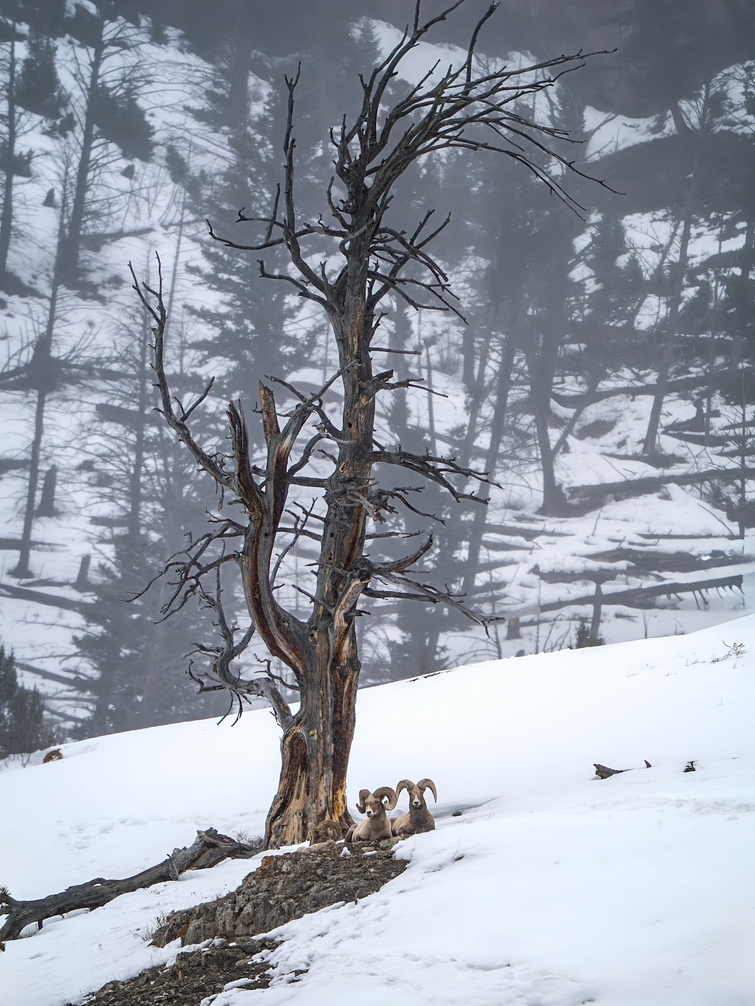 Big Horn Sheep