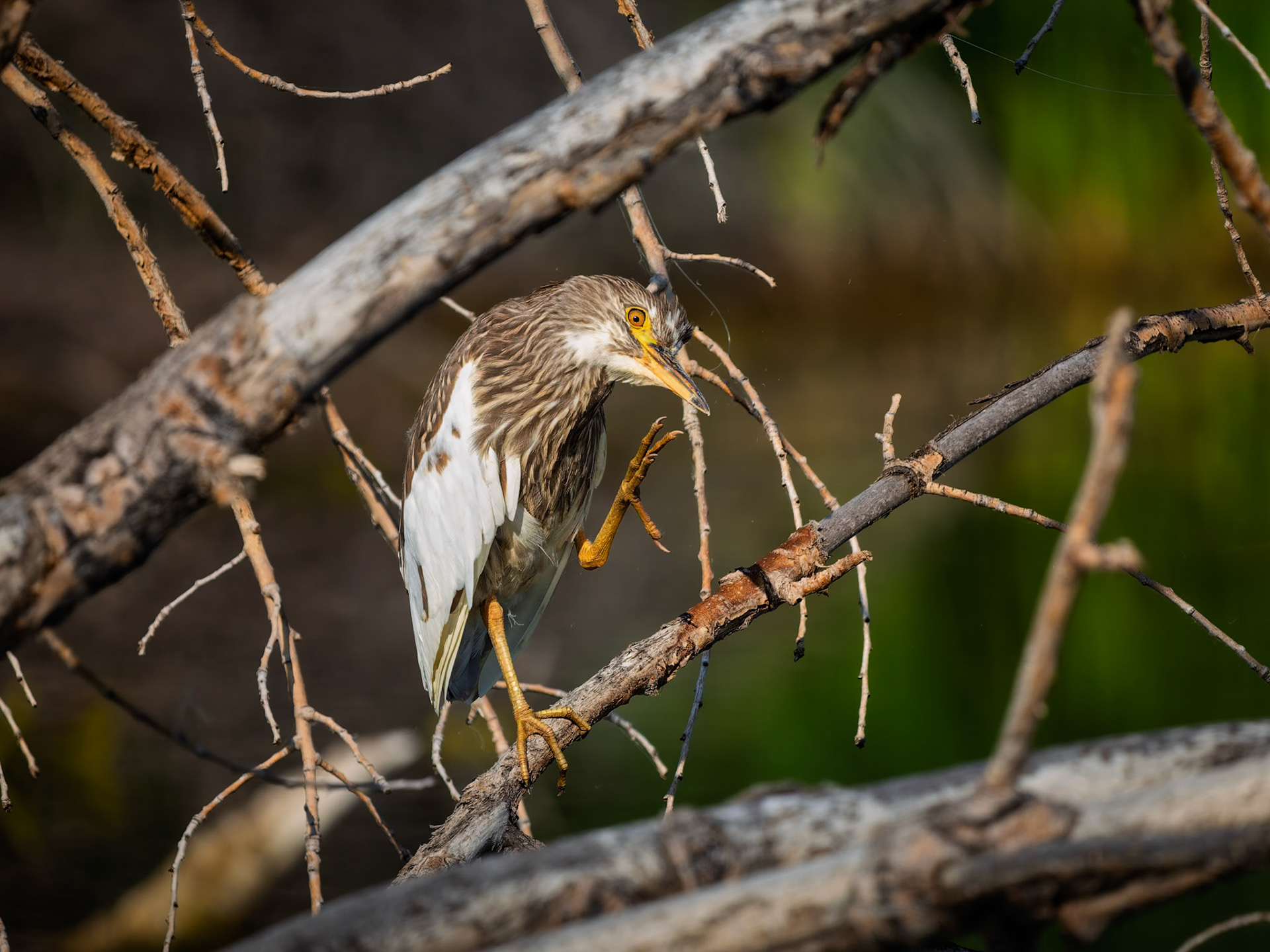 Night Heron