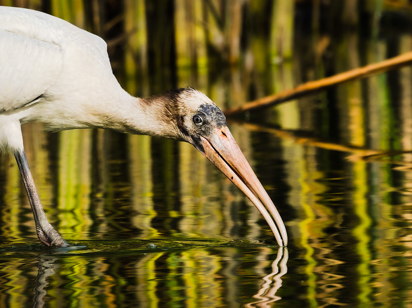 Wood Stork in Colorado