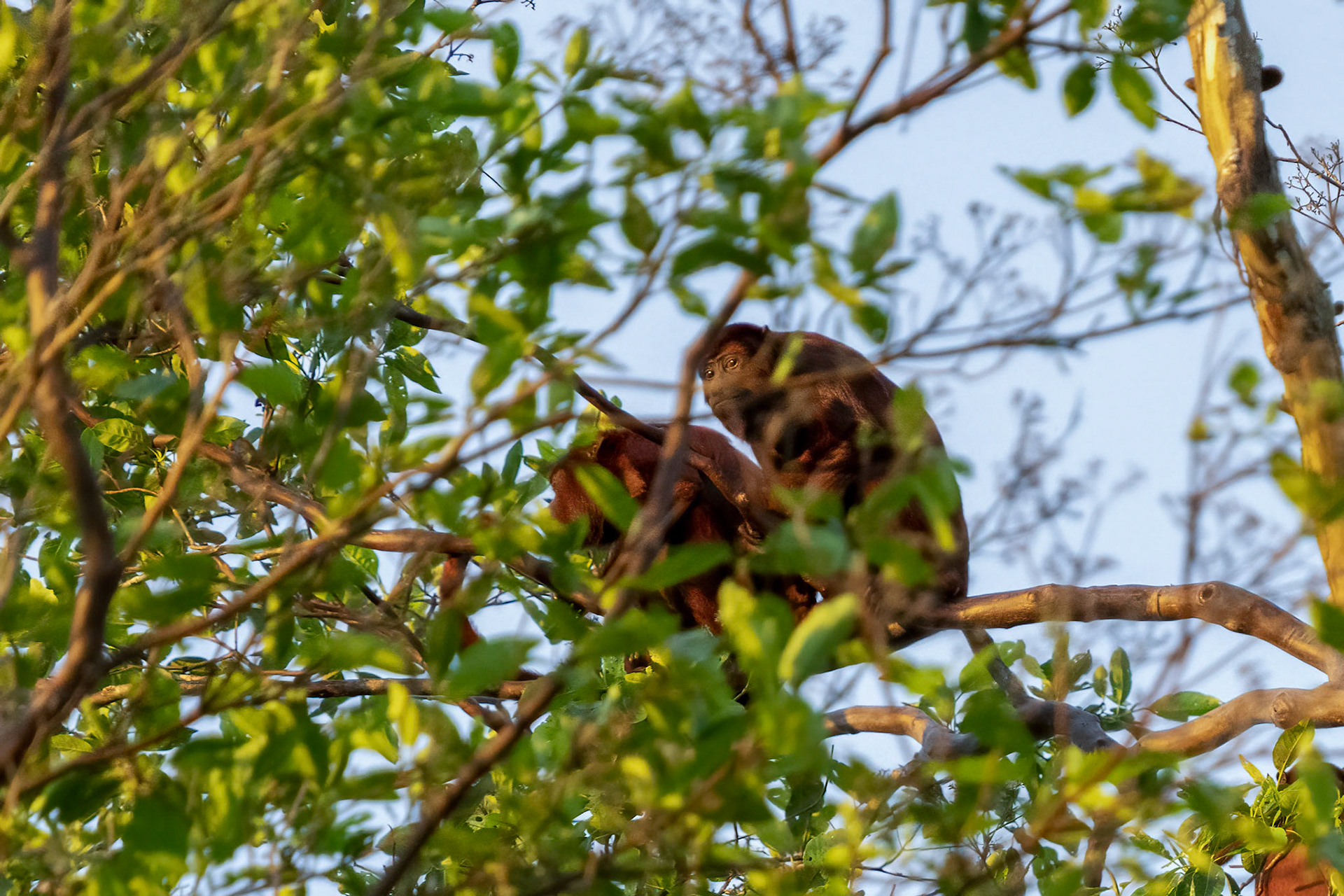 Red Howler Monkey