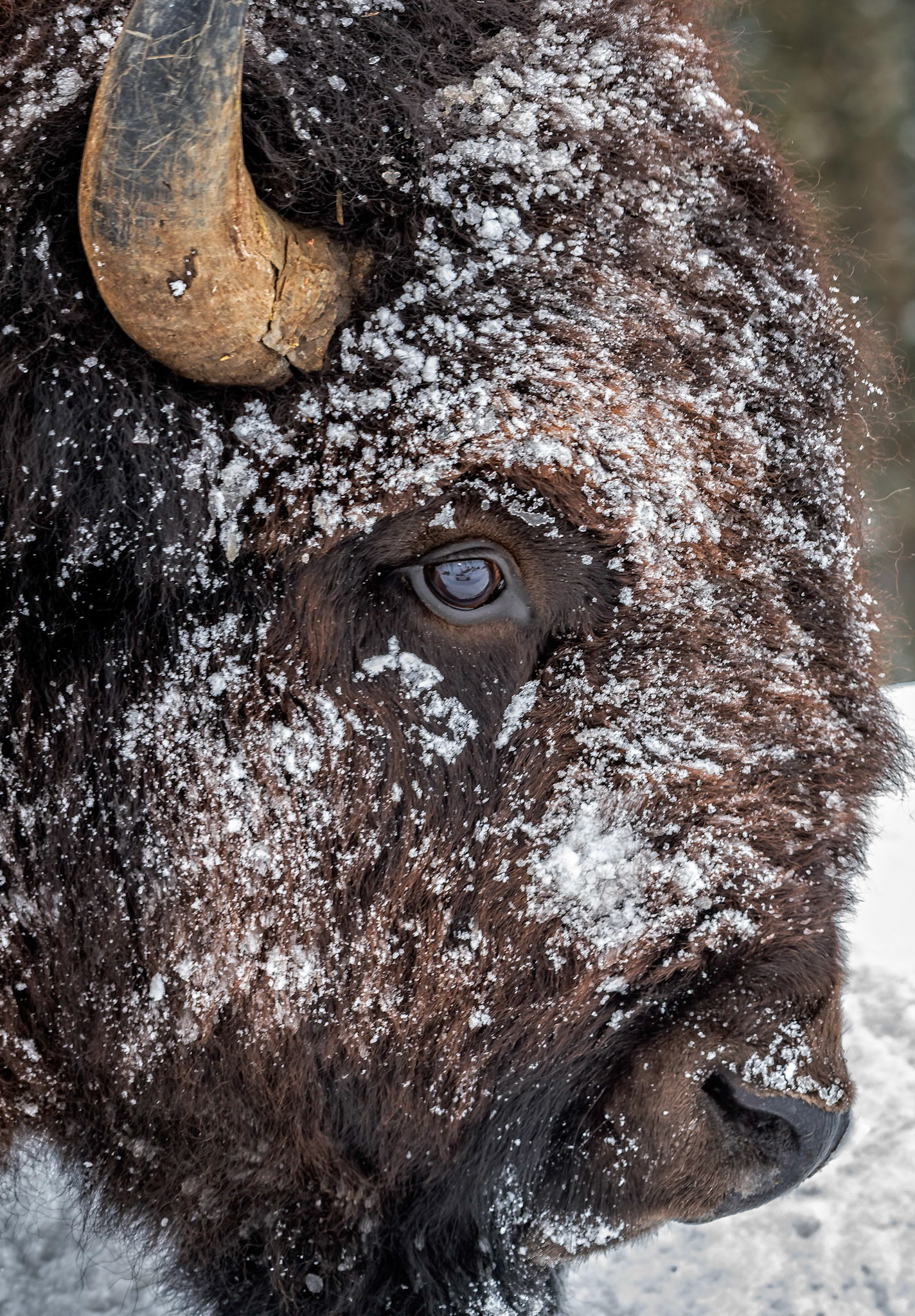 Bison