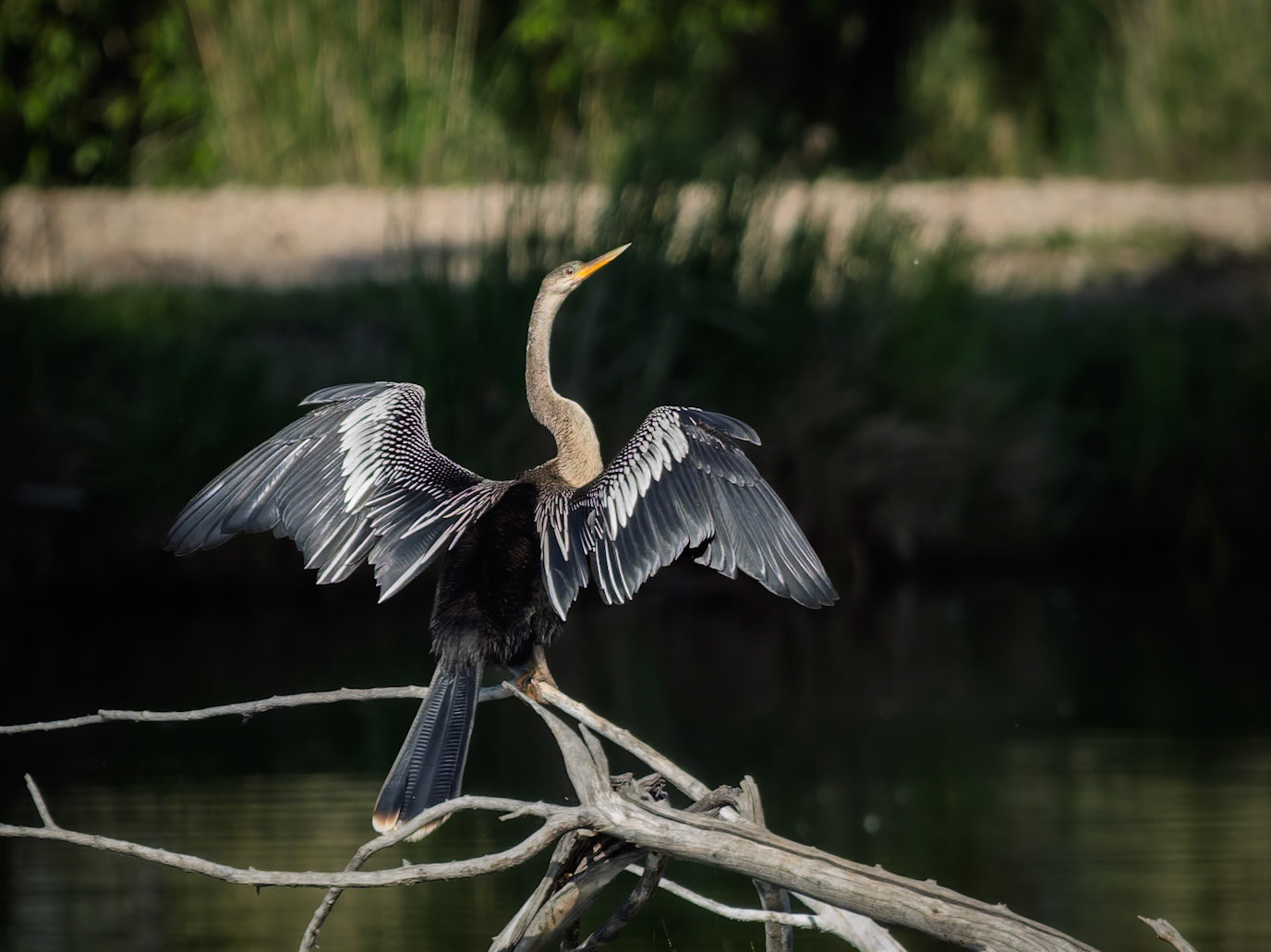 Anhinga in Colorado