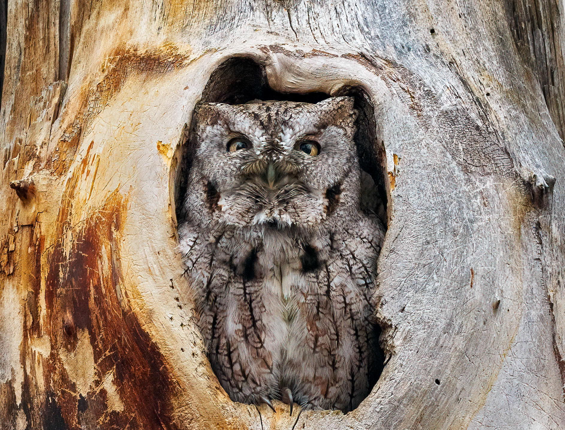 Eastern Screech Owl