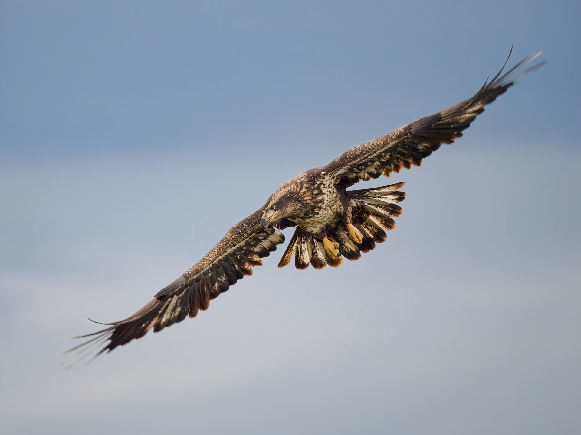 Bald Eagle