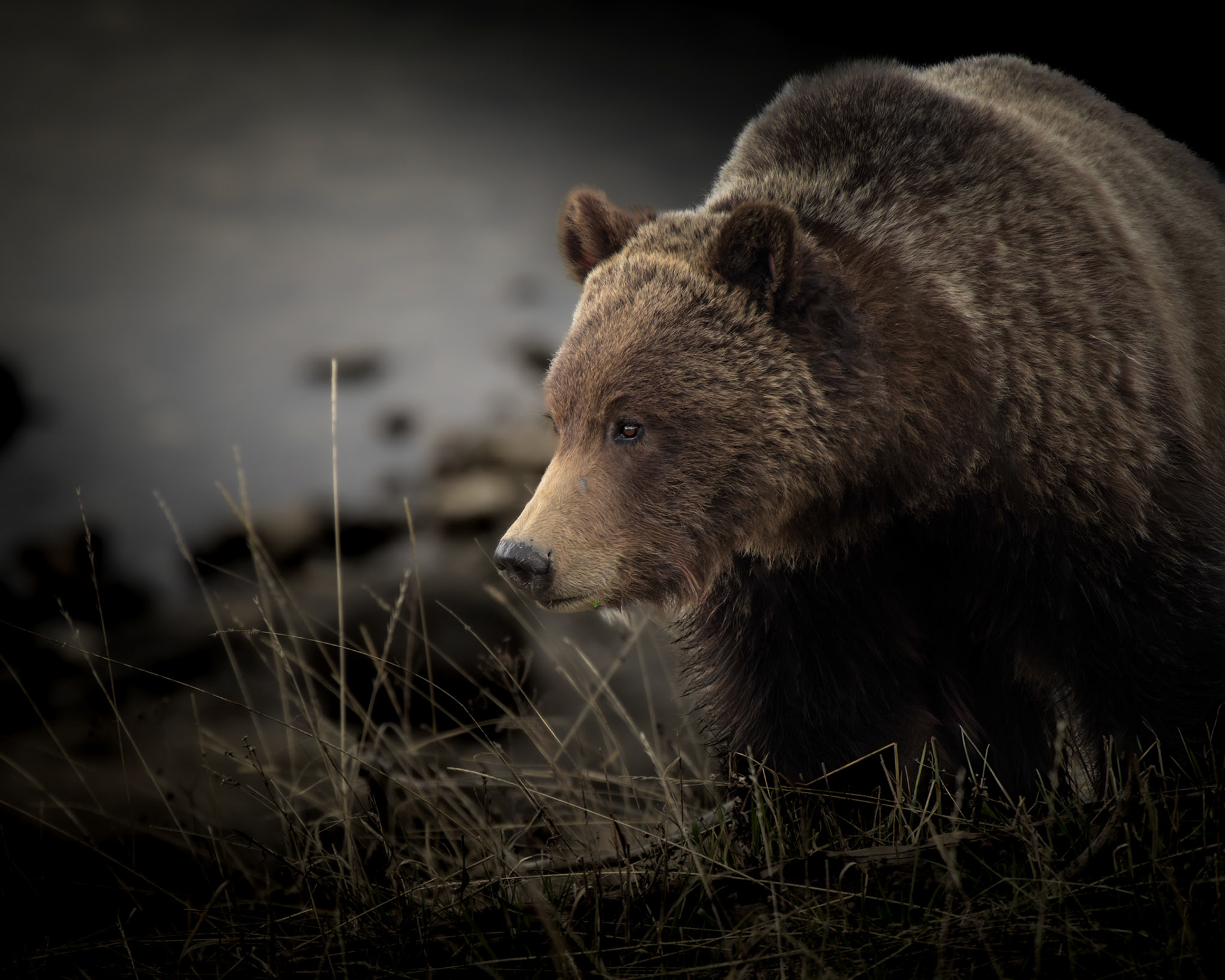 Grizzly Bear Yellowstone National Park