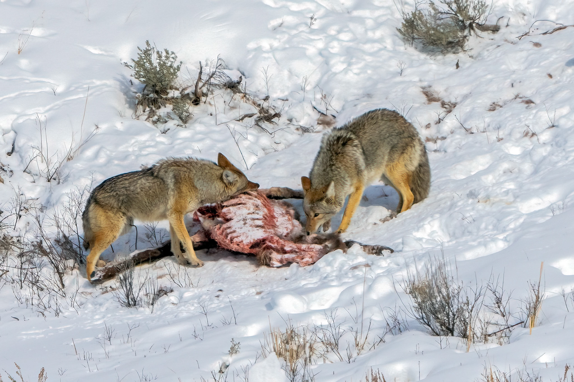 Coyotes scavaging on a carcass