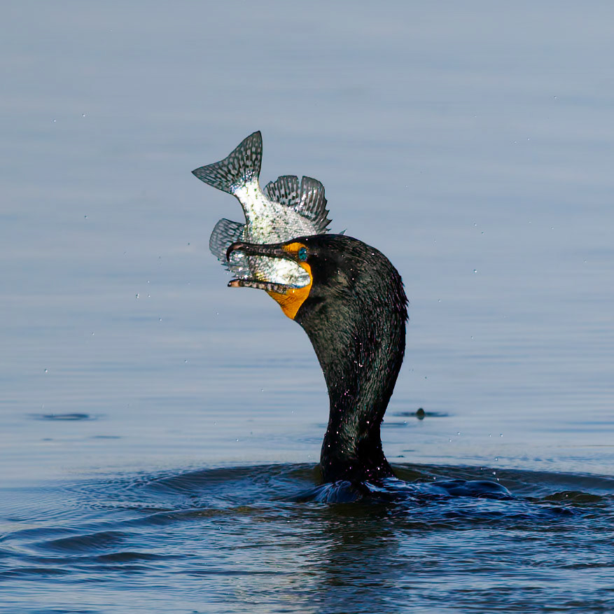 Cormorant