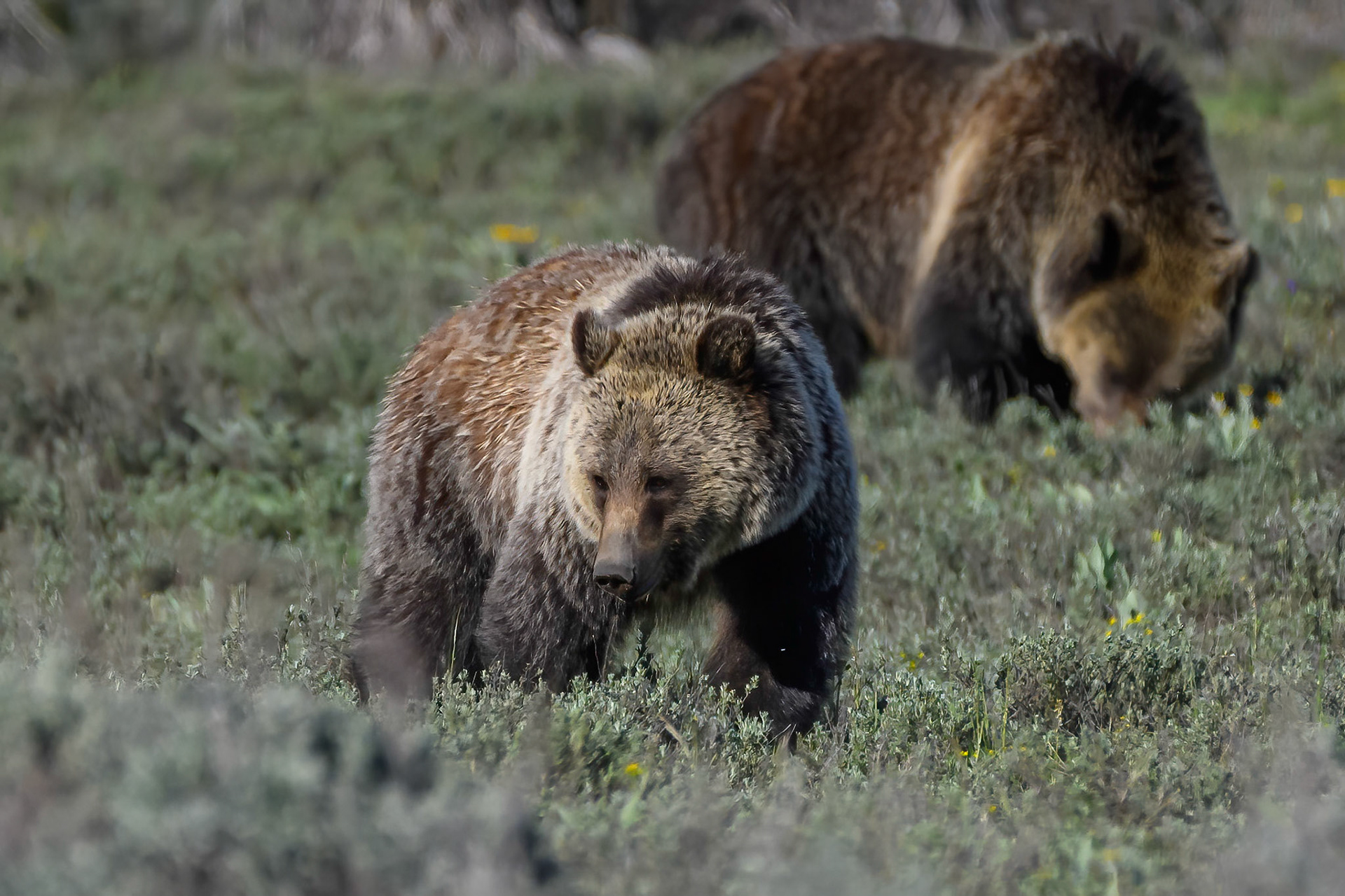 Three year old Grizzly bear siblings