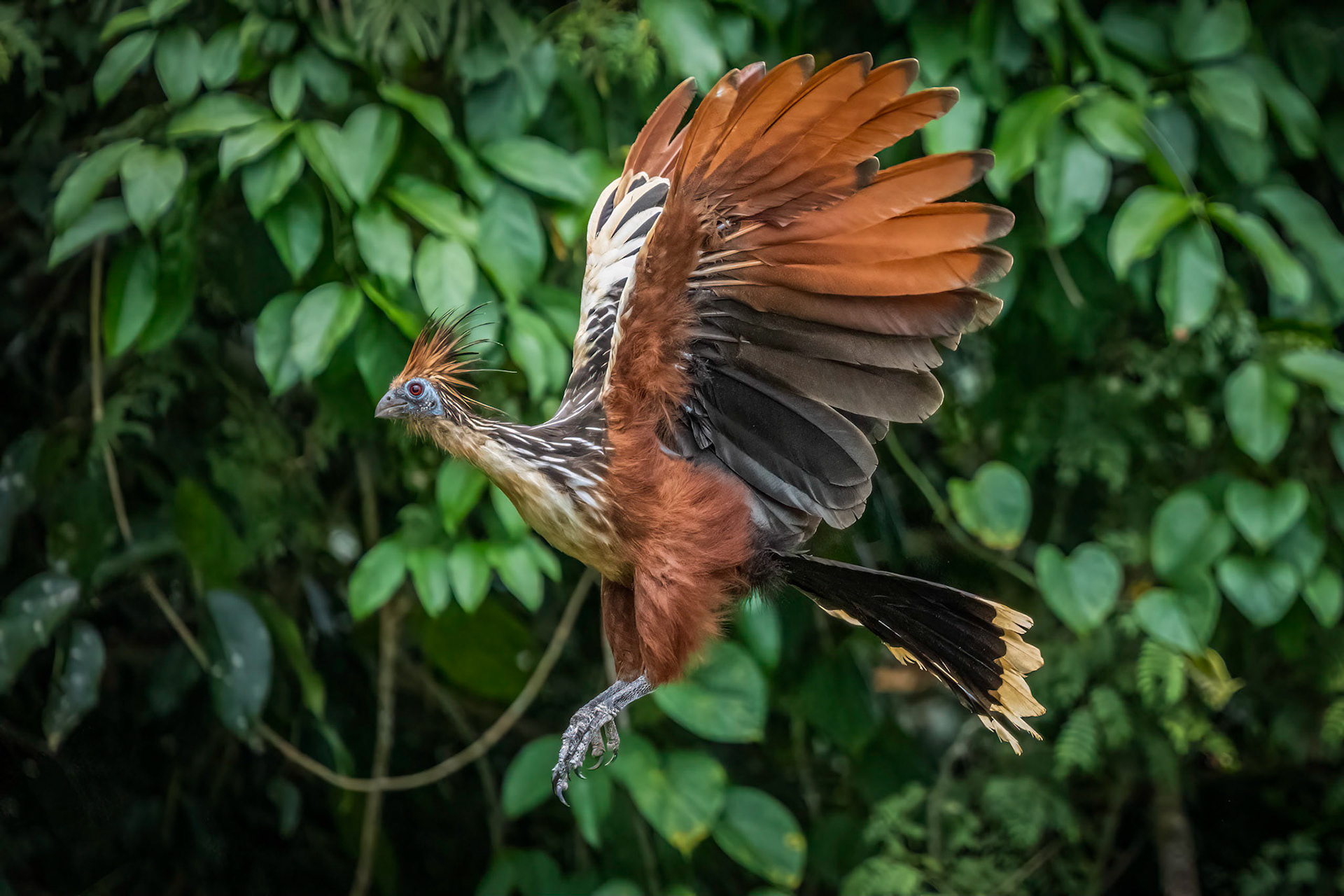 Hoatzin